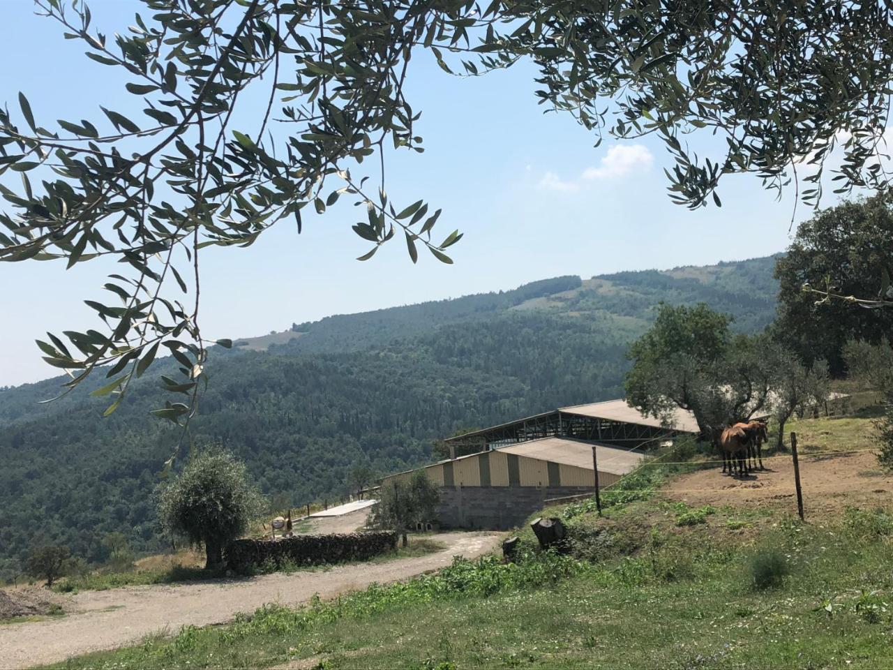 Az.Agr. Il Cavalleggero Campiglia dʼOrcia 外观 照片