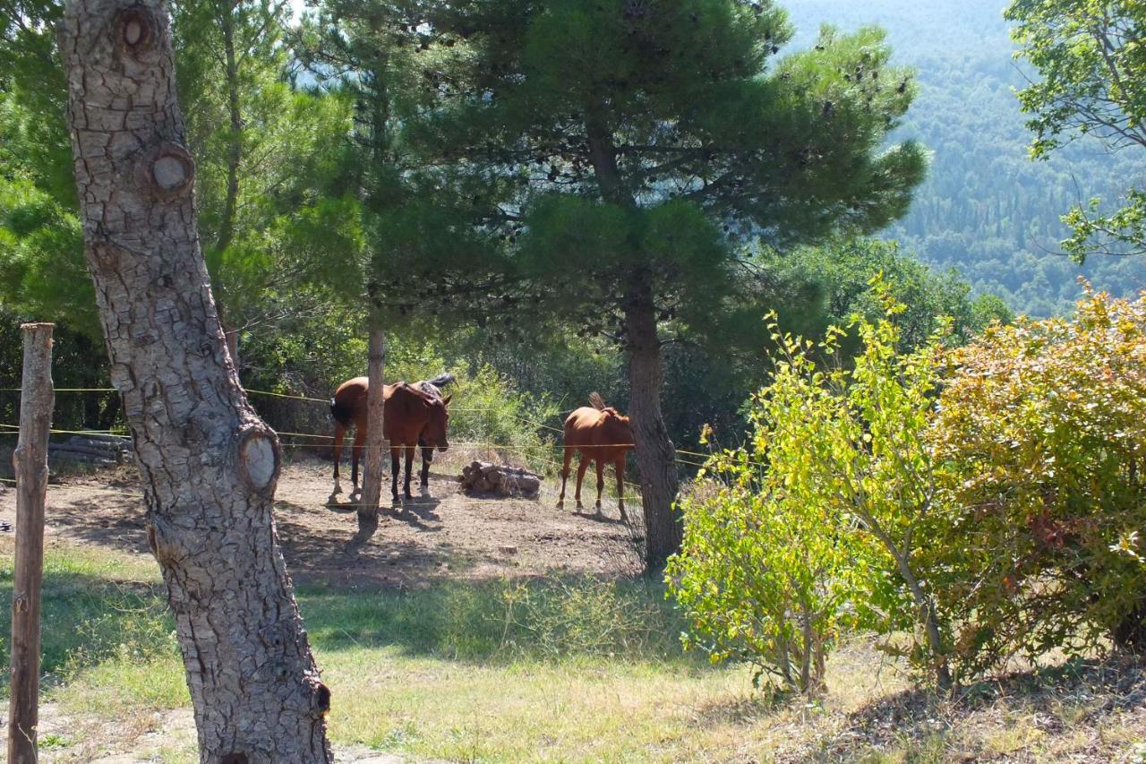 Az.Agr. Il Cavalleggero Campiglia dʼOrcia 外观 照片